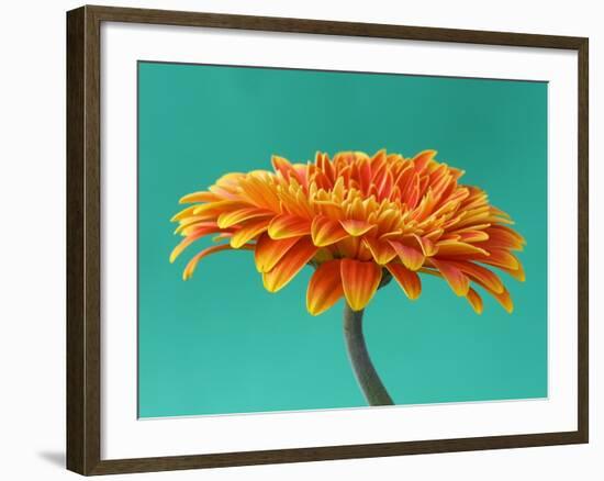 Orange Gerbera Daisy-Clive Nichols-Framed Photographic Print