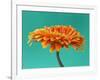 Orange Gerbera Daisy-Clive Nichols-Framed Photographic Print