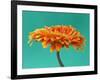 Orange Gerbera Daisy-Clive Nichols-Framed Photographic Print