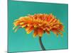 Orange Gerbera Daisy-Clive Nichols-Mounted Photographic Print