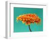 Orange Gerbera Daisy-Clive Nichols-Framed Photographic Print