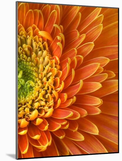 Orange Gerbera Daisy-Clive Nichols-Mounted Photographic Print