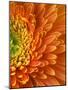 Orange Gerbera Daisy-Clive Nichols-Mounted Photographic Print