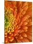 Orange Gerbera Daisy-Clive Nichols-Mounted Photographic Print