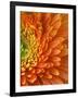 Orange Gerbera Daisy-Clive Nichols-Framed Photographic Print