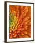 Orange Gerbera Daisy-Clive Nichols-Framed Photographic Print