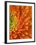 Orange Gerbera Daisy-Clive Nichols-Framed Photographic Print