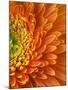 Orange Gerbera Daisy-Clive Nichols-Mounted Photographic Print