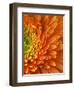 Orange Gerbera Daisy-Clive Nichols-Framed Photographic Print