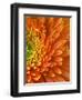 Orange Gerbera Daisy-Clive Nichols-Framed Photographic Print