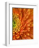 Orange Gerbera Daisy-Clive Nichols-Framed Photographic Print