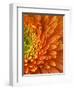 Orange Gerbera Daisy-Clive Nichols-Framed Photographic Print