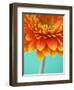 Orange Gerbera Daisy-Clive Nichols-Framed Photographic Print