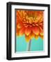 Orange Gerbera Daisy-Clive Nichols-Framed Photographic Print