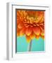 Orange Gerbera Daisy-Clive Nichols-Framed Photographic Print