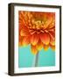 Orange Gerbera Daisy-Clive Nichols-Framed Photographic Print