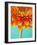 Orange Gerbera Daisy-Clive Nichols-Framed Photographic Print