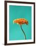 Orange Gerbera Daisy-Clive Nichols-Framed Photographic Print