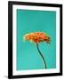 Orange Gerbera Daisy-Clive Nichols-Framed Photographic Print