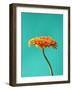 Orange Gerbera Daisy-Clive Nichols-Framed Photographic Print