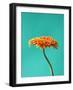 Orange Gerbera Daisy-Clive Nichols-Framed Photographic Print