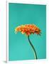 Orange Gerbera Daisy-Clive Nichols-Framed Photographic Print