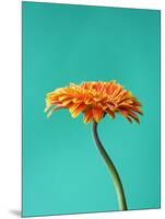 Orange Gerbera Daisy-Clive Nichols-Mounted Photographic Print