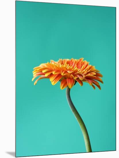 Orange Gerbera Daisy-Clive Nichols-Mounted Photographic Print