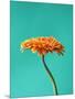 Orange Gerbera Daisy-Clive Nichols-Mounted Photographic Print