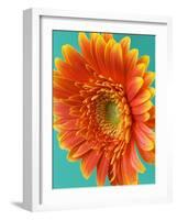 Orange Gerbera Daisy-Clive Nichols-Framed Photographic Print