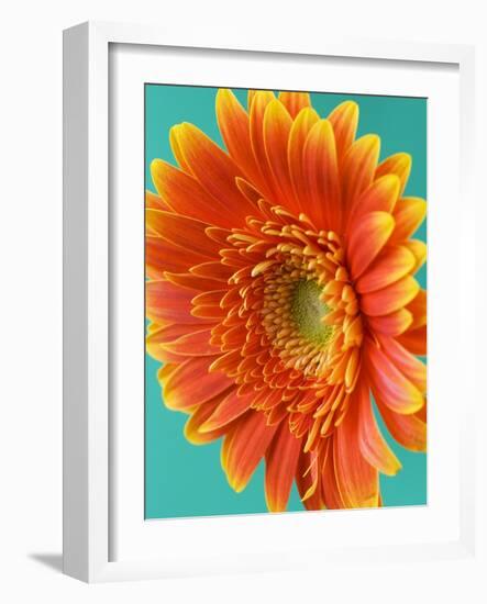 Orange Gerbera Daisy-Clive Nichols-Framed Photographic Print