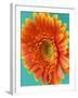 Orange Gerbera Daisy-Clive Nichols-Framed Photographic Print