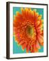 Orange Gerbera Daisy-Clive Nichols-Framed Photographic Print