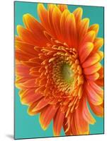 Orange Gerbera Daisy-Clive Nichols-Mounted Photographic Print