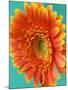 Orange Gerbera Daisy-Clive Nichols-Mounted Photographic Print