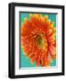 Orange Gerbera Daisy-Clive Nichols-Framed Photographic Print