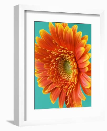 Orange Gerbera Daisy-Clive Nichols-Framed Photographic Print