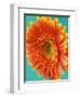 Orange Gerbera Daisy-Clive Nichols-Framed Photographic Print