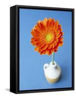 Orange Gerbera Flower Against a Blue Background-Pearl Bucknall-Framed Stretched Canvas