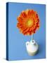 Orange Gerbera Flower Against a Blue Background-Pearl Bucknall-Stretched Canvas