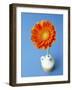 Orange Gerbera Flower Against a Blue Background-Pearl Bucknall-Framed Photographic Print