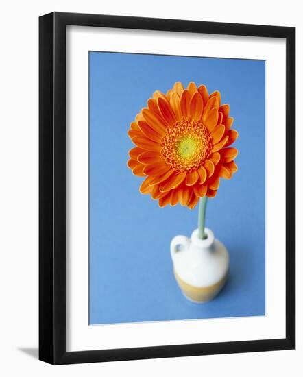 Orange Gerbera Flower Against a Blue Background-Pearl Bucknall-Framed Photographic Print