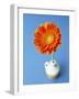 Orange Gerbera Flower Against a Blue Background-Pearl Bucknall-Framed Photographic Print