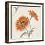 Orange Gerbera II-Chris Paschke-Framed Art Print