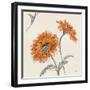 Orange Gerbera II-Chris Paschke-Framed Art Print