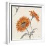 Orange Gerbera II-Chris Paschke-Framed Art Print