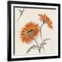 Orange Gerbera II-Chris Paschke-Framed Art Print