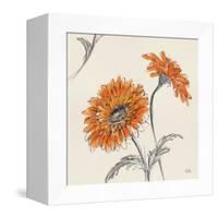 Orange Gerbera II-Chris Paschke-Framed Stretched Canvas