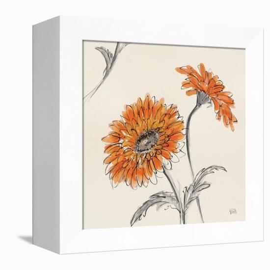 Orange Gerbera II-Chris Paschke-Framed Stretched Canvas