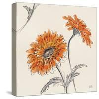 Orange Gerbera II-Chris Paschke-Stretched Canvas